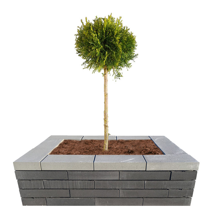 Murblok Nordic Wall koks 60 x 30 x 12 cm